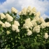 Hydrangea paniculata grandiflora: u dizajnu krajolika, sadnji i njezi